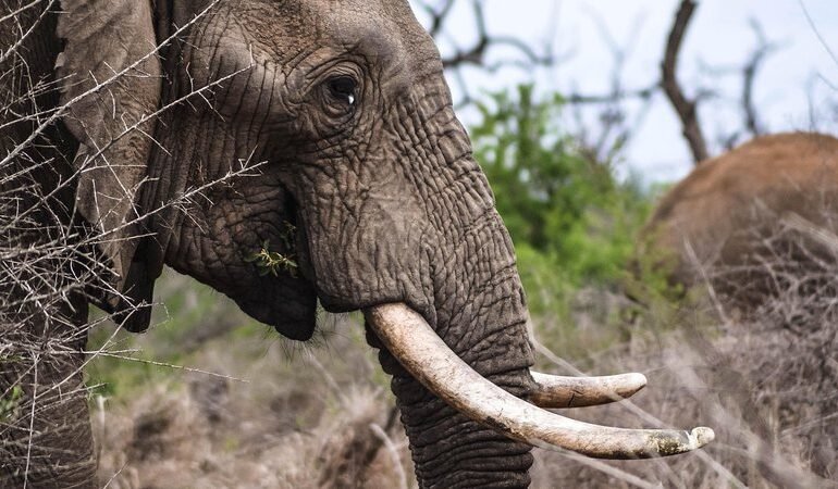 Elefante invade quintal em busca de comida e mata idoso de 79 anos pisoteado