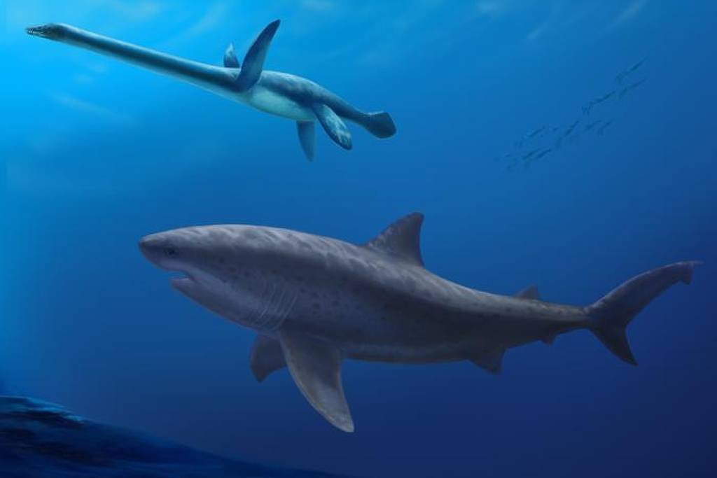 Cientistas encontram fóssil de tubarão de 8 metros que viveu há 115 milhões de anos