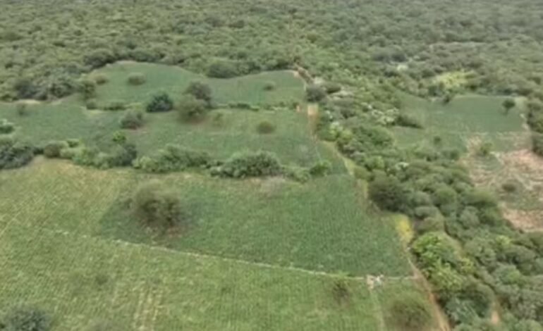 PF apreende tonelada de maconha em fazenda da Chapada Diamantina