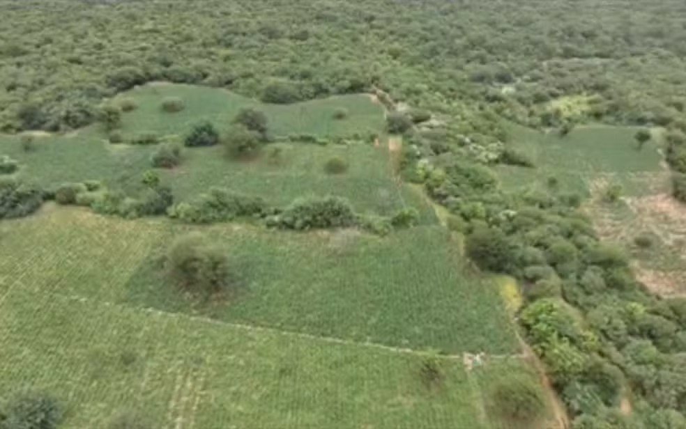 PF apreende tonelada de maconha em fazenda da Chapada Diamantina