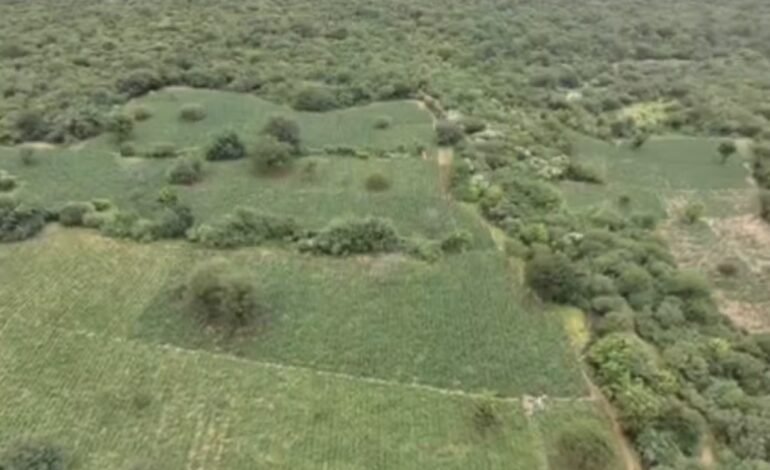 Polícia encontra plantação de maconha com tecnologia avançada na Bahia