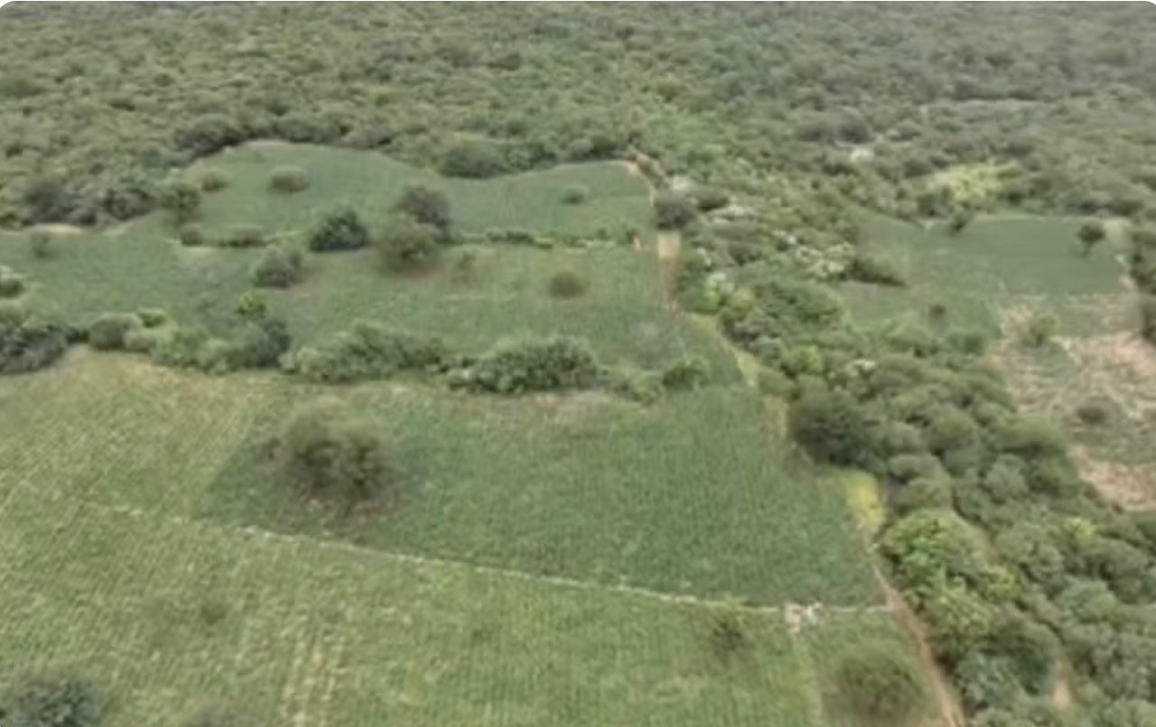 Polícia encontra plantação de maconha com tecnologia avançada na Bahia